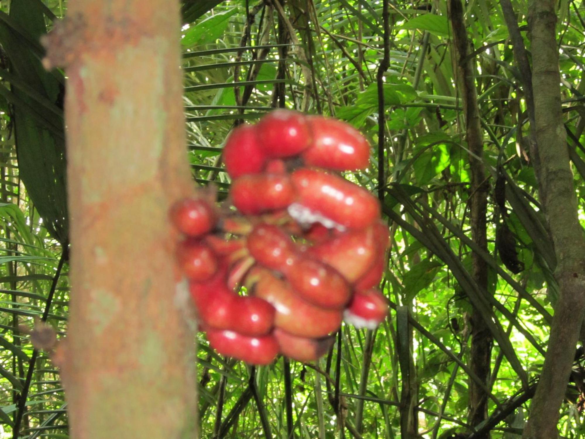 Tambopata River Puerto Maldonado Eksteriør billede