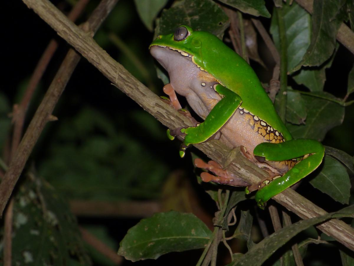 Tambopata River Puerto Maldonado Eksteriør billede